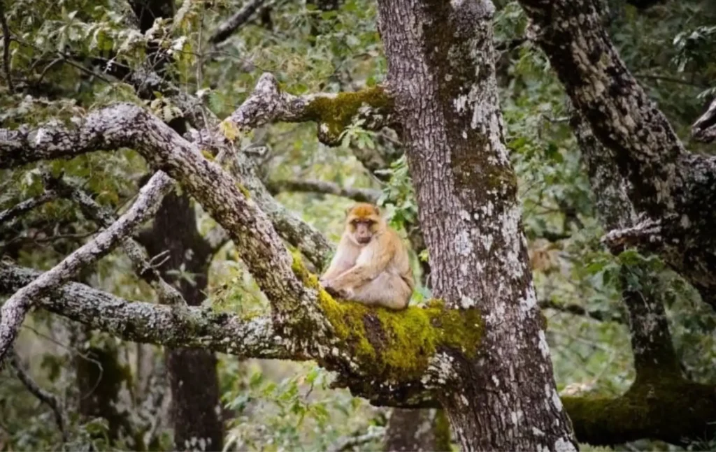 A wild Barbary macaque with light brown fur sits perched on a thick, moss-covered tree branch in a dense cedar forest, its a part of Morocco itinerary 6 days