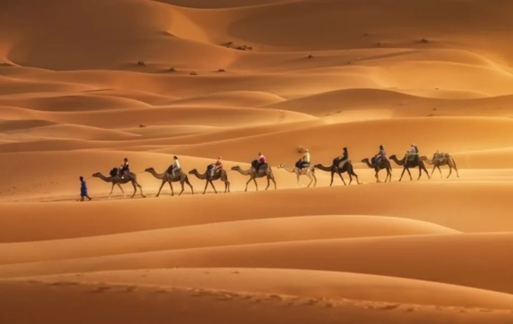A group of travelers enjoying a camel ride in Merzouga desert led by a guide across the golden sand dunes of a Merzouga Desert Tours expedition.