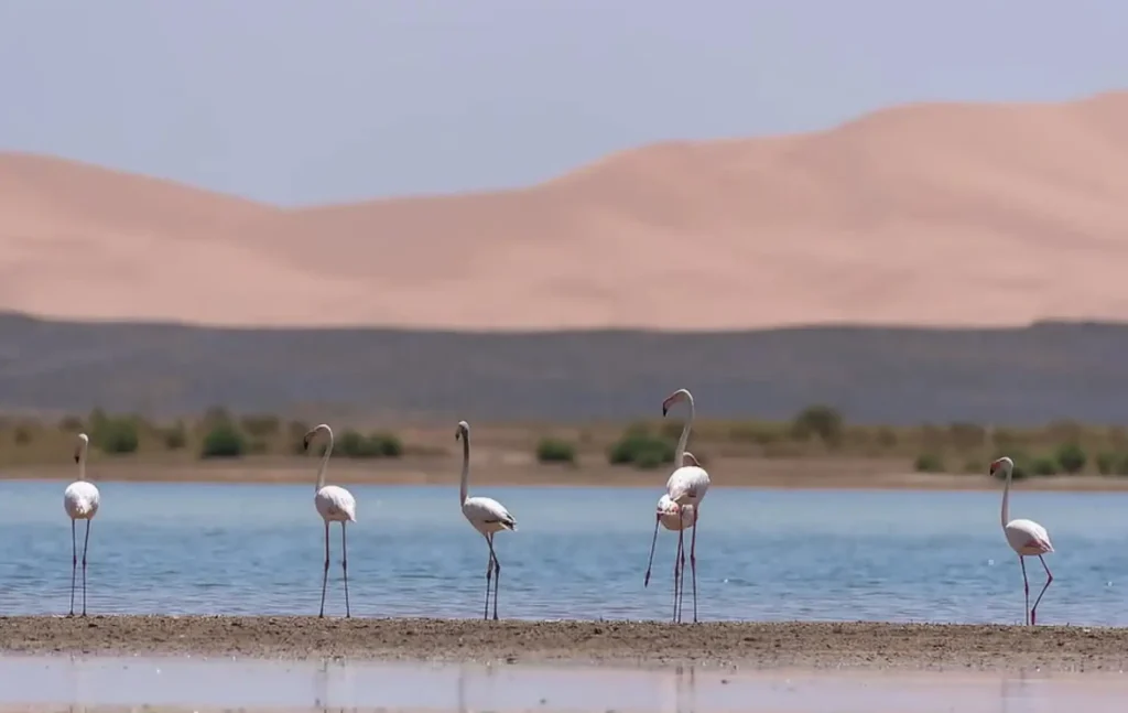 A group of graceful flamingos standing by a desert lake with sand dunes in the background, captured during an Erg Chebbi tour.