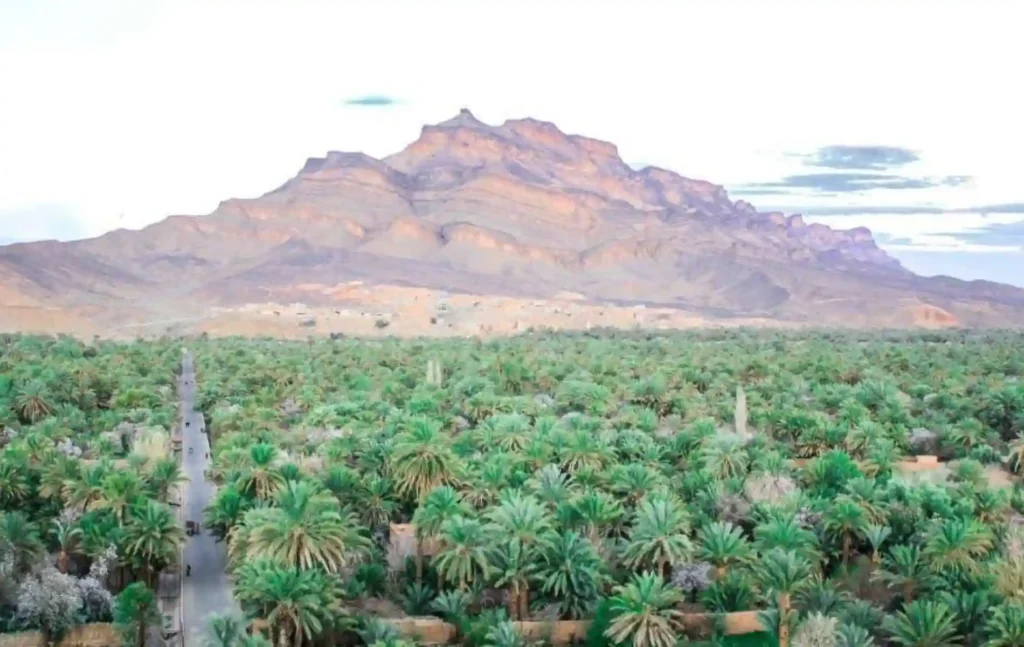 An expansive aerial view of the lush green palm groves and rugged mountains of the Draa Valley during a 5 day desert tour from marrakech.