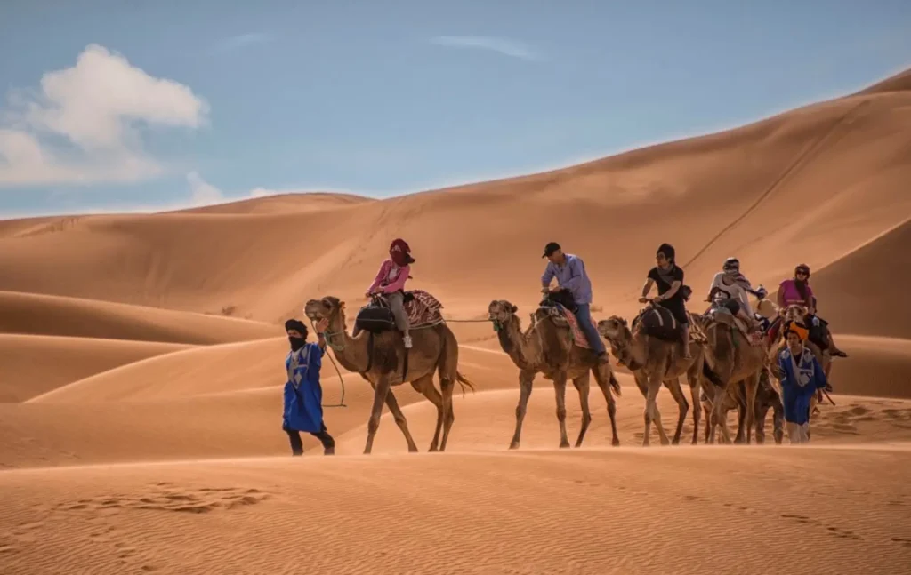 A line of camels led by guides in traditional blue robes crossing the Erg Chebbi dunes on a 5 day tour from Marrakech to Merzouga.