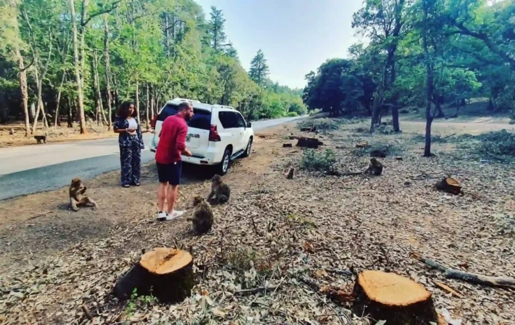 Tourists interacting with wild monkeys near their 4x4 vehicle during a fes to marrakech desert tour 2 days.