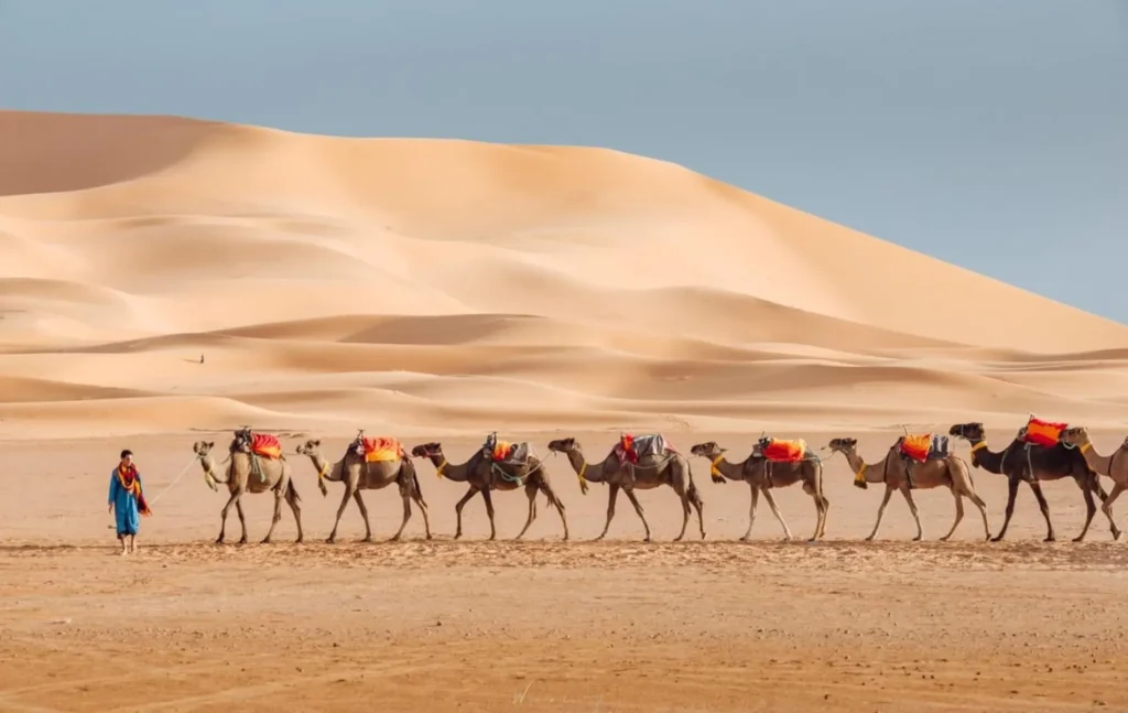A desert guide leading a line of camels across the sand dunes during a 2 days desert tour from marrakech to zagora.
