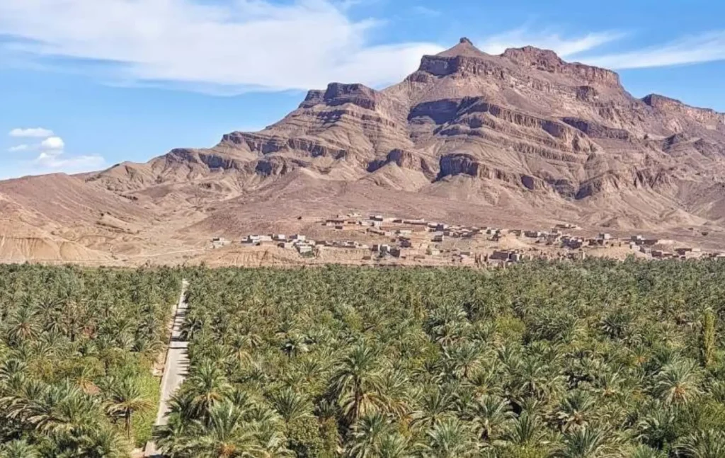 A wide scenic view of a lush green palm grove stretching toward a traditional village and rocky mountains on a 2 days desert tour from marrakech to zagora.