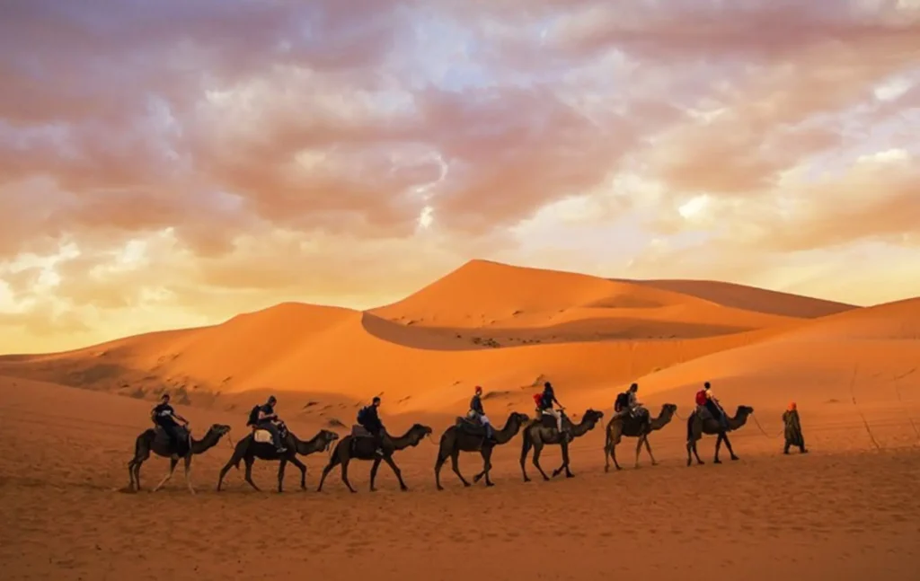 7 days morocco tour featuring a line of travelers riding camels across the vast sand dunes of the Sahara as the caravan moves in a steady row against a backdrop of rolling orange peaks and a dramatic sunset sky filled with soft glowing clouds to capture the essence of a traditional desert journey