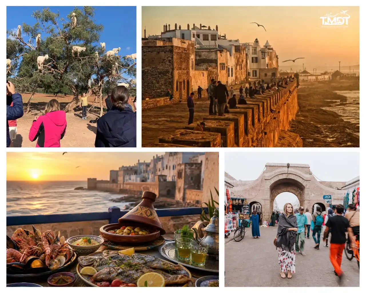 A four-panel travel collage showcasing regional scenes, featuring tourists photographing goats climbing a traditional Argan tree and crowds gathering on the old stone ramparts of the fortress at sunset during a day trip from marrakech to essaouira, complemented by a traditional Moroccan seafood and tagine feast overlooking the ocean at dusk and travelers walking through a historic stone arched gateway into a lively street market.